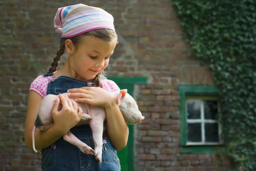 您一定没听说过非洲猪瘟和恩诺沙星之间的关系