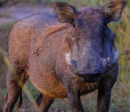 抗原提呈细胞对非洲猪瘟病毒的应答